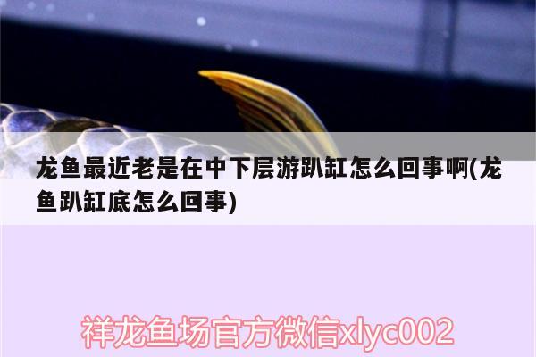 龍魚最近老是在中下層游趴缸怎么回事啊(龍魚趴缸底怎么回事) 成吉思汗鯊（球鯊）魚