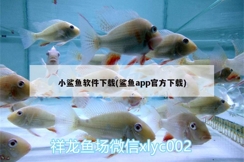 小鯊魚軟件下載(鯊魚app官方下載) 撒旦鴨嘴魚