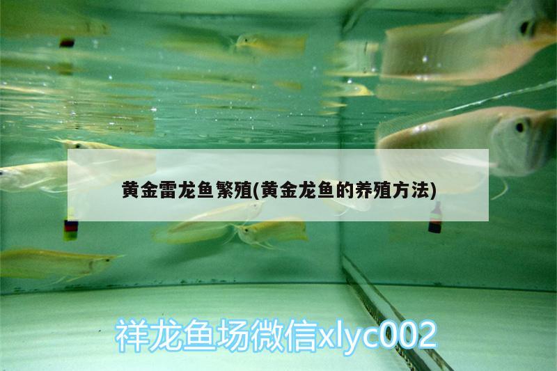 黃金雷龍魚繁殖(黃金龍魚的養(yǎng)殖方法) 印尼虎苗