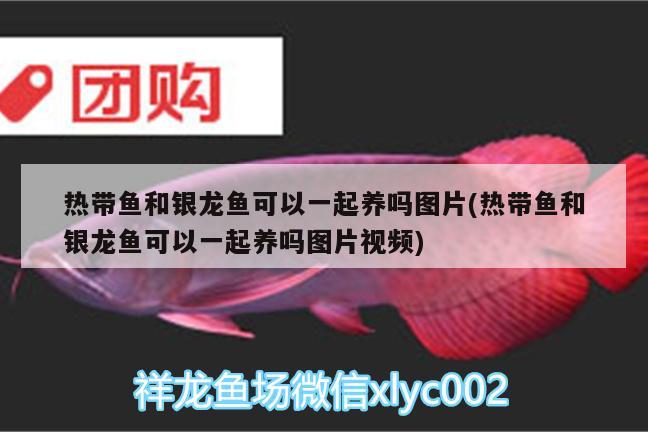 熱帶魚和銀龍魚可以一起養(yǎng)嗎圖片(熱帶魚和銀龍魚可以一起養(yǎng)嗎圖片視頻) 銀龍魚