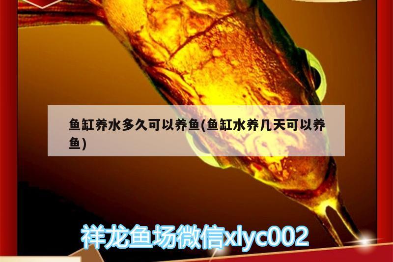 魚缸養(yǎng)水多久可以養(yǎng)魚(魚缸水養(yǎng)幾天可以養(yǎng)魚) 薩伊藍(lán)魚