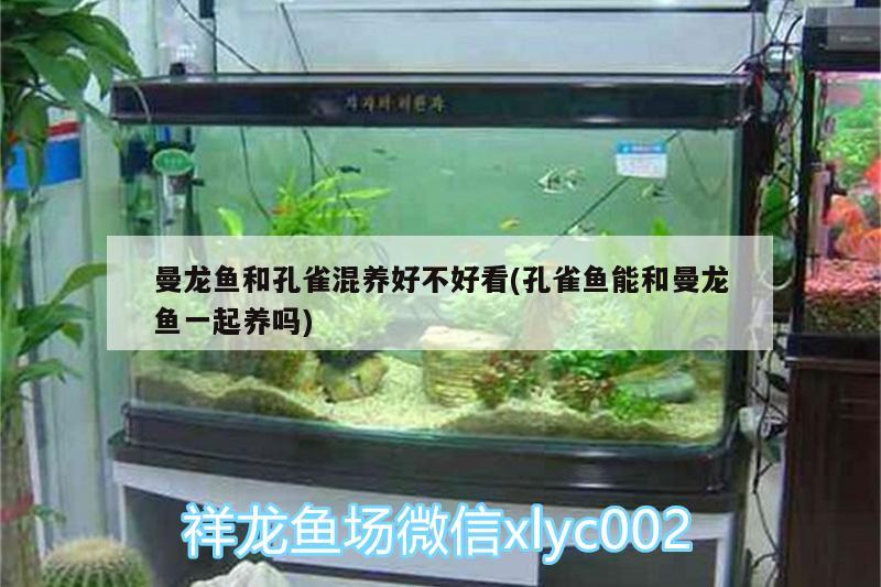 曼龍魚和孔雀混養(yǎng)好不好看(孔雀魚能和曼龍魚一起養(yǎng)嗎)