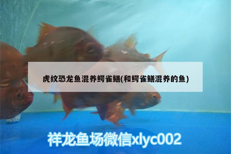 虎紋恐龍魚混養(yǎng)鱷雀鱔(和鱷雀鱔混養(yǎng)的魚)