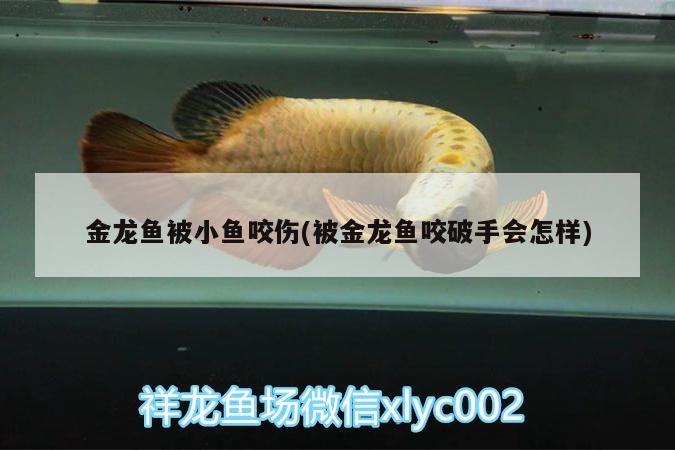 金龍魚被小魚咬傷(被金龍魚咬破手會怎樣) 過背金龍魚