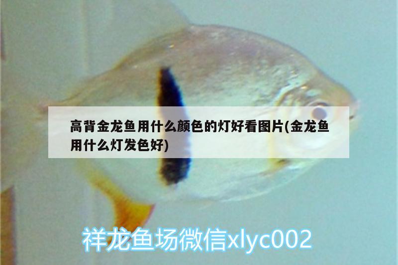 高背金龍魚用什么顏色的燈好看圖片(金龍魚用什么燈發(fā)色好) 高背金龍魚