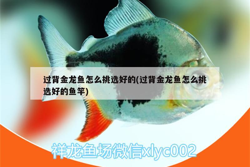 過背金龍魚怎么挑選好的(過背金龍魚怎么挑選好的魚竿)