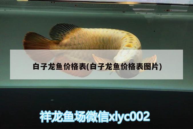 白子龍魚價格表(白子龍魚價格表圖片) 白子關(guān)刀魚