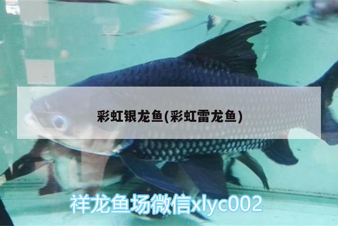 彩虹銀龍魚(彩虹雷龍魚)