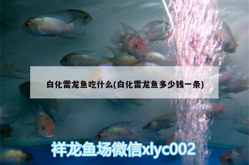 白化雷龍魚吃什么(白化雷龍魚多少錢一條)