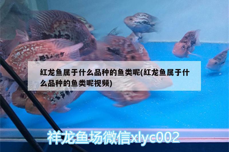 紅龍魚屬于什么品種的魚類呢(紅龍魚屬于什么品種的魚類呢視頻) 魚缸/水族箱