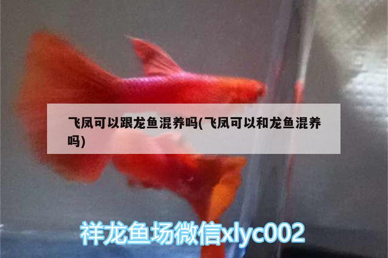 蘭壽魚(yú)缸水黃怎么回事（蘭壽魚(yú)缸水黃怎么回事?。?檸檬鯽 第1張