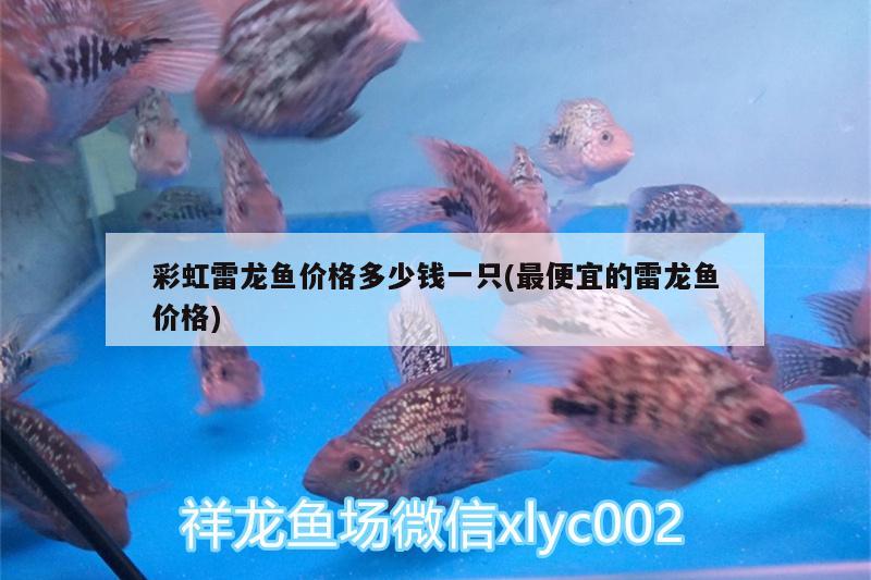 彩虹雷龍魚價(jià)格多少錢一只(最便宜的雷龍魚價(jià)格) 黑白雙星魚