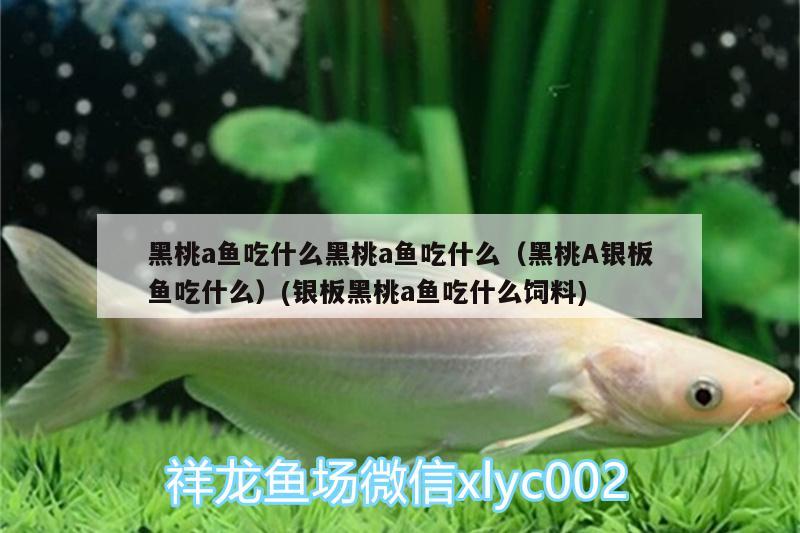 黑桃a魚吃什么黑桃a魚吃什么（黑桃A銀板魚吃什么）(銀板黑桃a魚吃什么飼料) 黑桃A魚