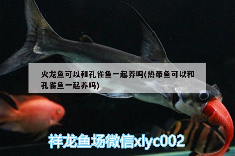 火龍魚(yú)可以和孔雀魚(yú)一起養(yǎng)嗎(熱帶魚(yú)可以和孔雀魚(yú)一起養(yǎng)嗎) 祥龍水族護(hù)理水