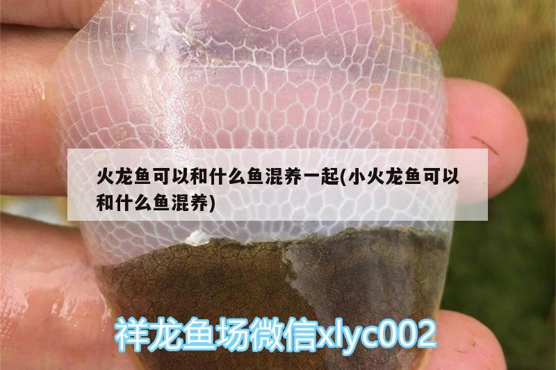 火龍魚可以和什么魚混養(yǎng)一起(小火龍魚可以和什么魚混養(yǎng))