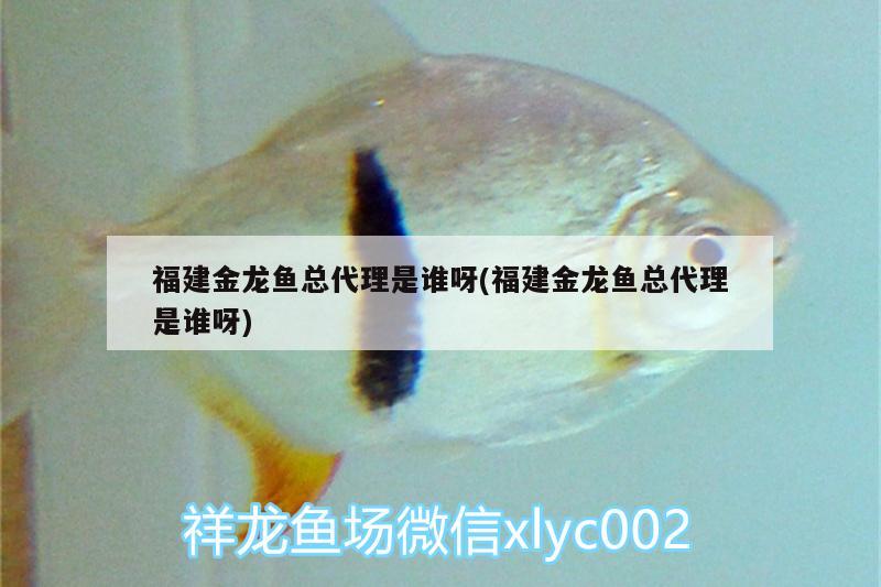 福建金龍魚總代理是誰呀(福建金龍魚總代理是誰呀)