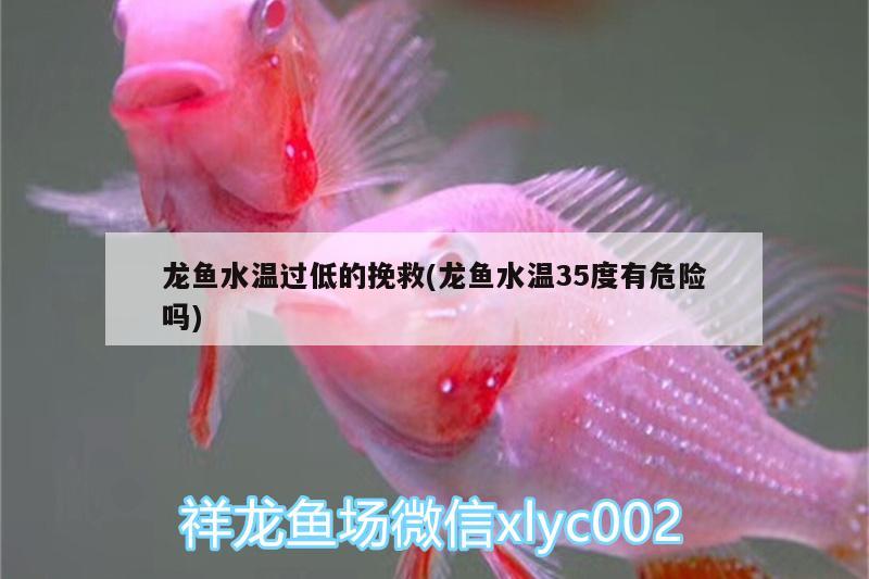 龍魚水溫過低的挽救(龍魚水溫35度有危險(xiǎn)嗎) 魚缸風(fēng)水