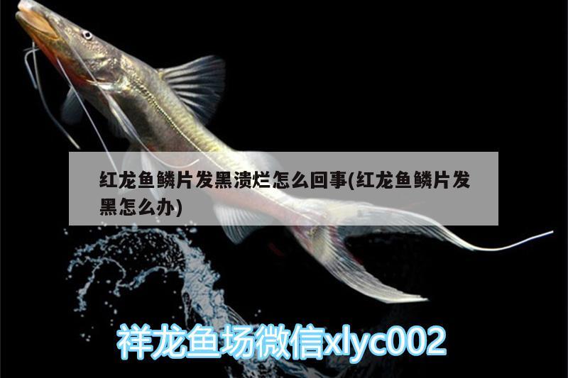 紅龍魚(yú)鱗片發(fā)黑潰爛怎么回事(紅龍魚(yú)鱗片發(fā)黑怎么辦) 硝化細(xì)菌