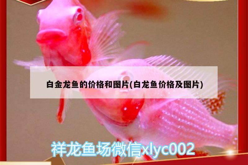 白金龍魚的價格和圖片(白龍魚價格及圖片) 斯維尼關刀魚