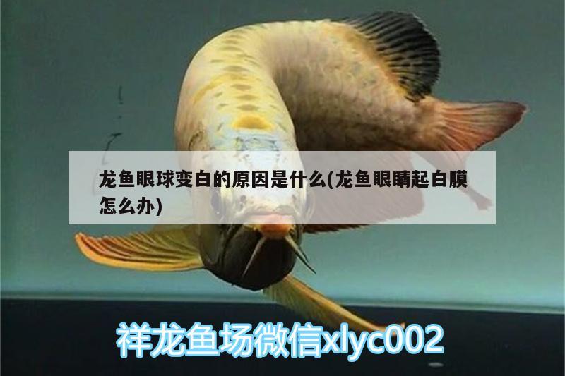 龍魚(yú)眼球變白的原因是什么(龍魚(yú)眼睛起白膜怎么辦) 虎魚(yú)百科