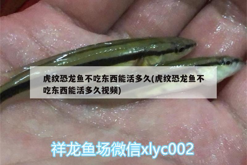 虎紋恐龍魚不吃東西能活多久(虎紋恐龍魚不吃東西能活多久視頻) 黑白雙星魚