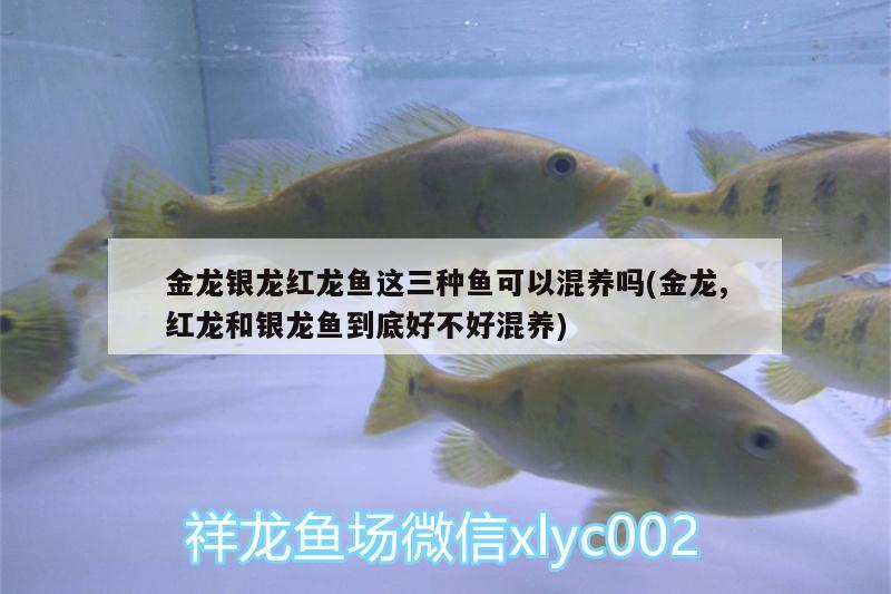 金龍銀龍紅龍魚(yú)這三種魚(yú)可以混養(yǎng)嗎(金龍,紅龍和銀龍魚(yú)到底好不好混養(yǎng))