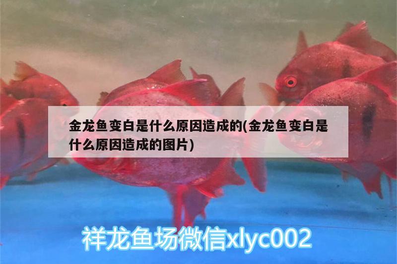 金龍魚變白是什么原因造成的(金龍魚變白是什么原因造成的圖片) 招財戰(zhàn)船魚