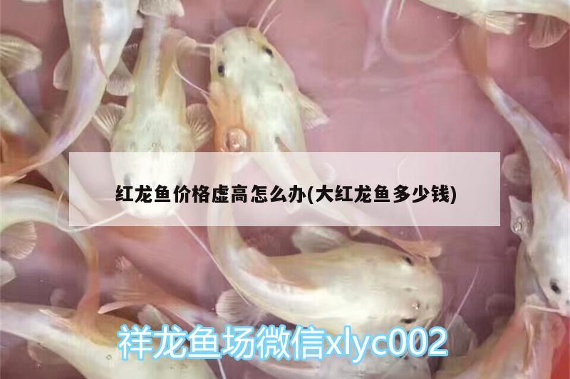 紅龍魚價格虛高怎么辦(大紅龍魚多少錢) 馬拉莫寶石魚 第1張