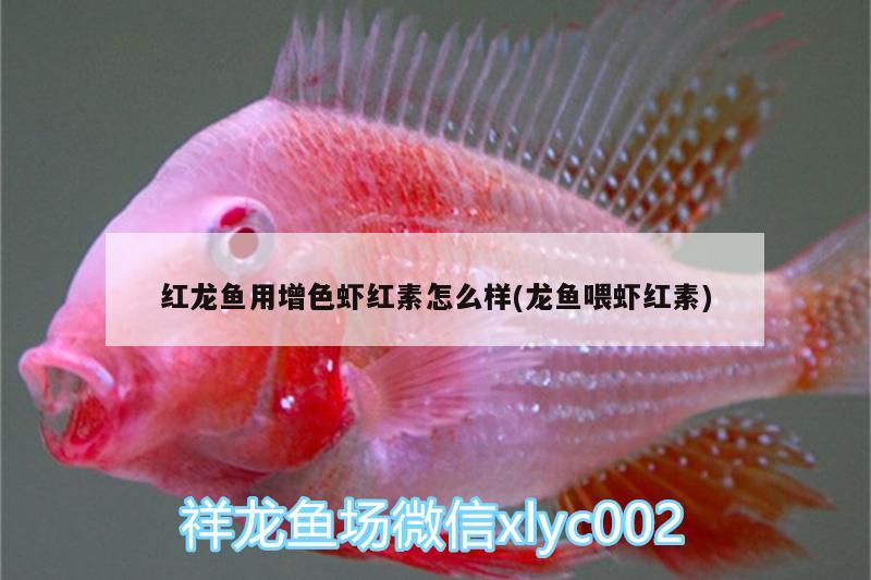 紅龍魚用增色蝦紅素怎么樣(龍魚喂蝦紅素) 羅漢魚批發(fā)