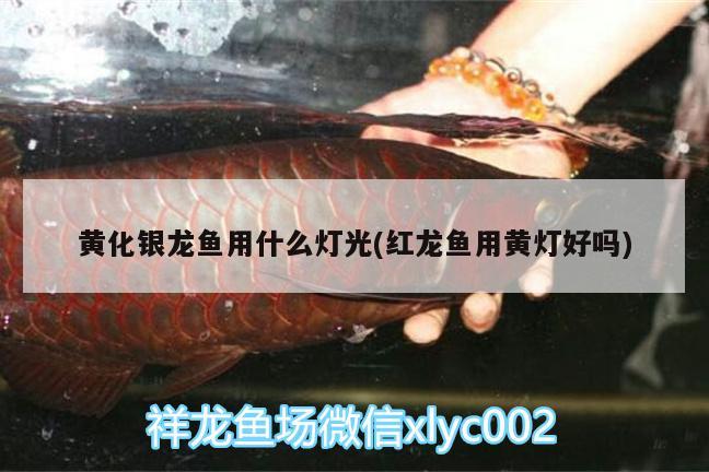 黃化銀龍魚(yú)用什么燈光(紅龍魚(yú)用黃燈好嗎)