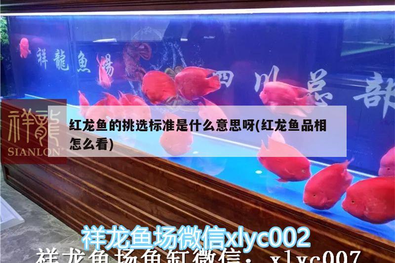 紅龍魚(yú)的挑選標(biāo)準(zhǔn)是什么意思呀(紅龍魚(yú)品相怎么看) 藍(lán)底過(guò)背金龍魚(yú)