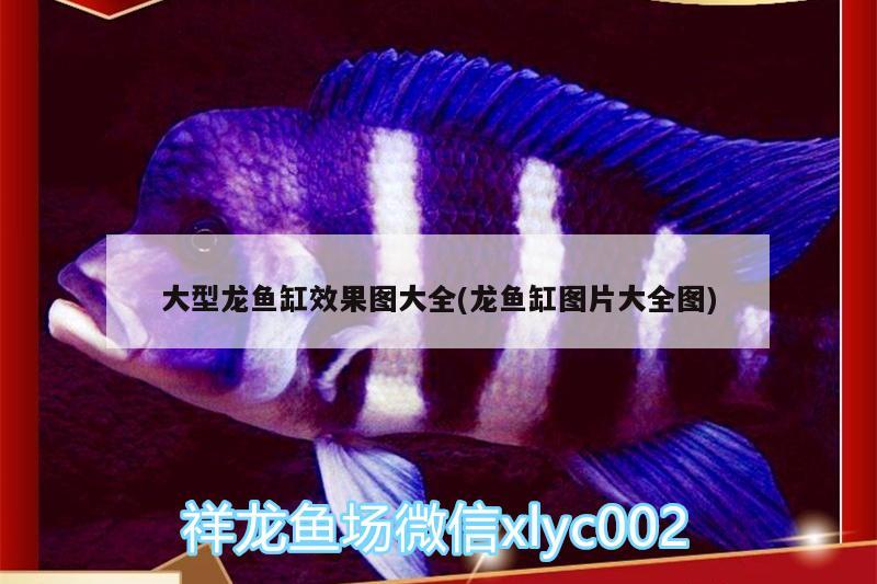 大型龍魚缸效果圖大全(龍魚缸圖片大全圖) 祥龍龍魚專用水族燈