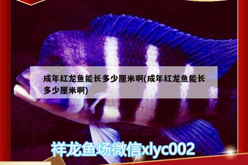 石嘴山觀賞魚市場高手進來幫忙看下魚缸里長的什么東西