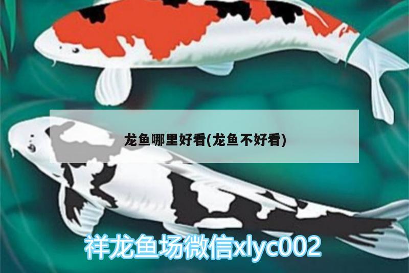 龍魚哪里好看(龍魚不好看)