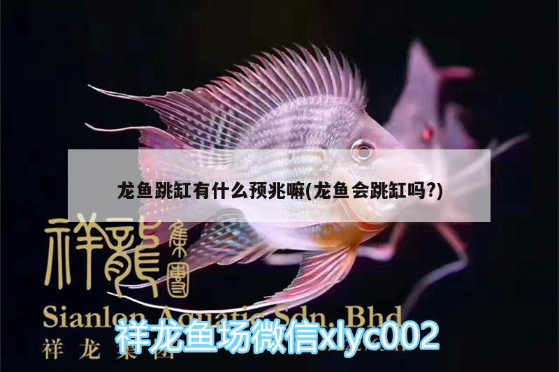 龍魚跳缸有什么預(yù)兆嘛(龍魚會跳缸嗎?)