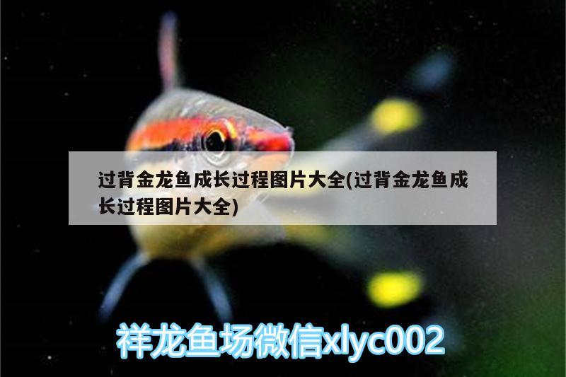 過背金龍魚成長過程圖片大全(過背金龍魚成長過程圖片大全)