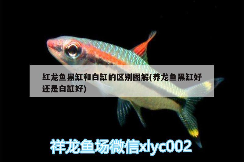 紅龍魚黑缸和白缸的區(qū)別圖解(養(yǎng)龍魚黑缸好還是白缸好) 祥龍龍魚魚糧