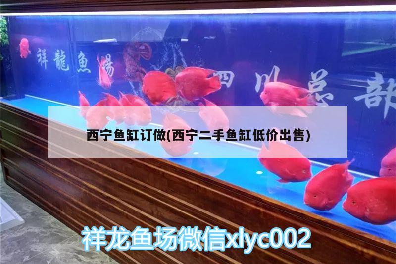 西寧魚(yú)缸訂做(西寧二手魚(yú)缸低價(jià)出售) 福魟魟魚(yú)