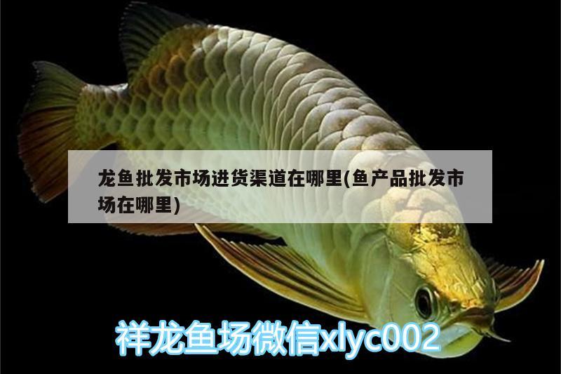 龍魚批發(fā)市場進(jìn)貨渠道在哪里(魚產(chǎn)品批發(fā)市場在哪里)