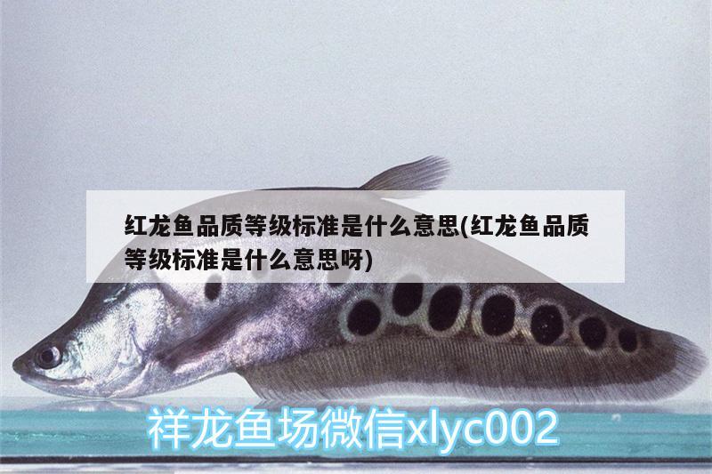 紅龍魚品質(zhì)等級標(biāo)準(zhǔn)是什么意思(紅龍魚品質(zhì)等級標(biāo)準(zhǔn)是什么意思呀) 短身紅龍魚