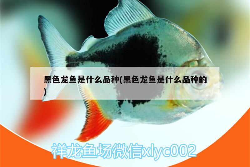 黑色龍魚(yú)是什么品種(黑色龍魚(yú)是什么品種的)