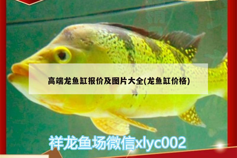 高端龍魚缸報(bào)價(jià)及圖片大全(龍魚缸價(jià)格) 野彩魚