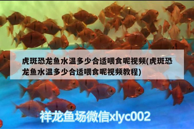 虎斑恐龍魚水溫多少合適喂食呢視頻(虎斑恐龍魚水溫多少合適喂食呢視頻教程)