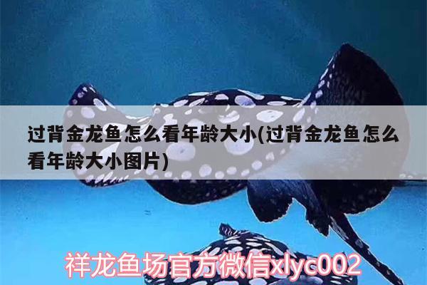 過背金龍魚怎么看年齡大小(過背金龍魚怎么看年齡大小圖片) 過背金龍魚