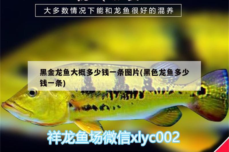 黑金龍魚大概多少錢一條圖片(黑色龍魚多少錢一條)