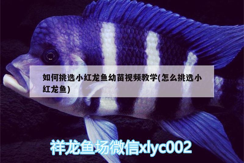 如何挑選小紅龍魚幼苗視頻教學(xué)(怎么挑選小紅龍魚) 觀賞魚市場