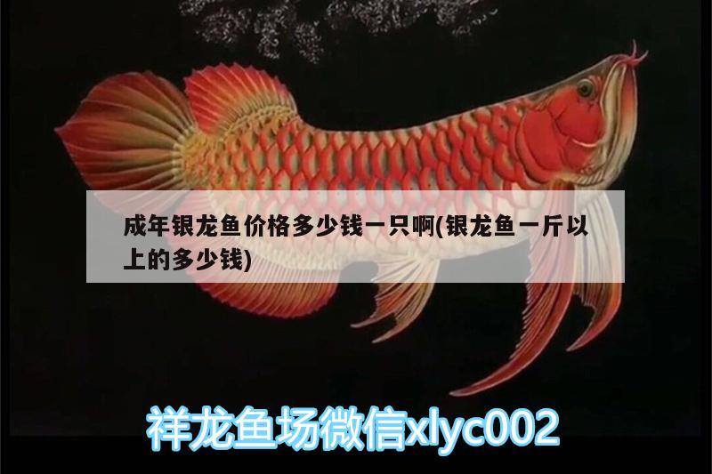 成年銀龍魚價格多少錢一只啊(銀龍魚一斤以上的多少錢) 銀龍魚