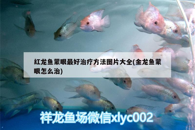 普通龍魚圖片(普通龍魚圖片欣賞) 魚糧魚藥