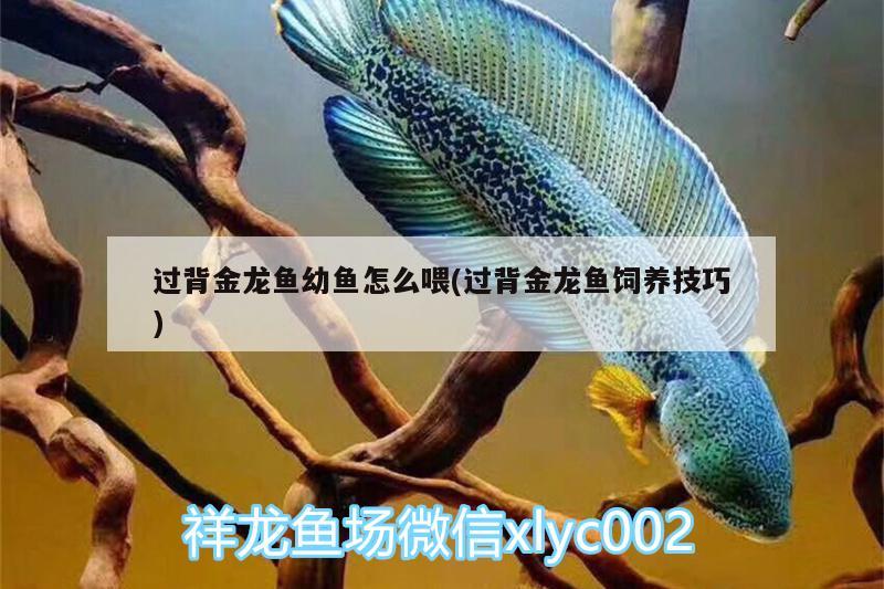 找朋友定的斗魚第三只