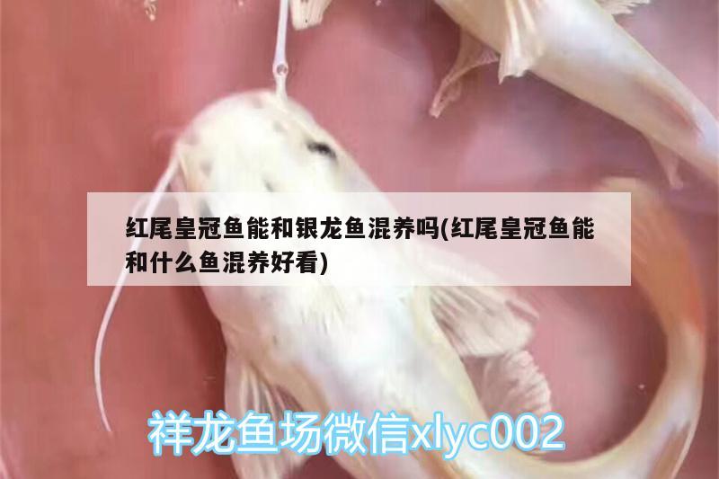 紅尾皇冠魚能和銀龍魚混養(yǎng)嗎(紅尾皇冠魚能和什么魚混養(yǎng)好看) 銀龍魚百科